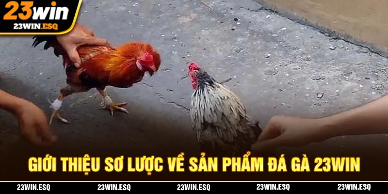 Đá Gà 23WIN – Sân Chơi Hội Tụ Những Chiến Kê Đỉnh Cao Nhất 1 Giới thiệu về sảnh cược đá gà 23WIN chất lượng