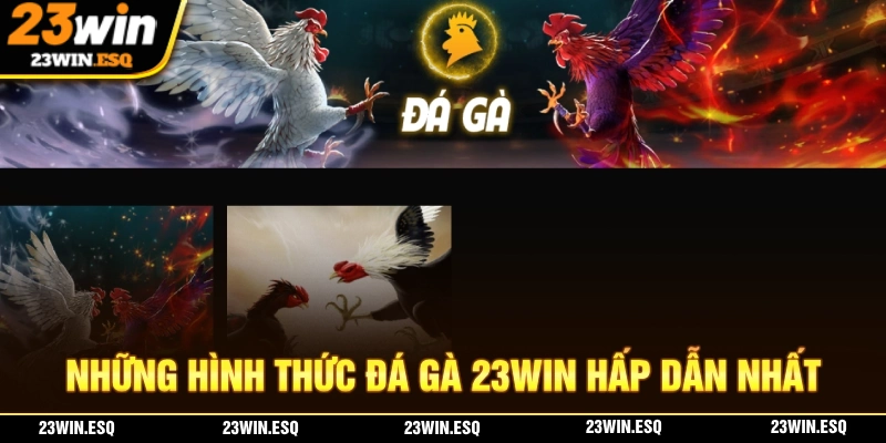 Đá Gà 23WIN – Sân Chơi Hội Tụ Những Chiến Kê Đỉnh Cao Nhất 2 Nhà cái hiện quy tụ rất nhiều hình thức đá gà hấp dẫn